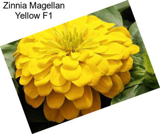 Zinnia Magellan Yellow F1