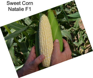 Sweet Corn Natalie F1