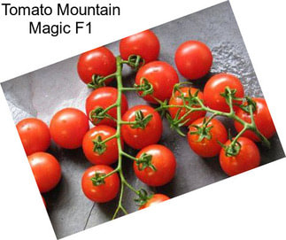 Tomato Mountain Magic F1