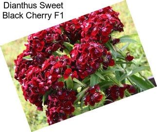 Dianthus Sweet Black Cherry F1