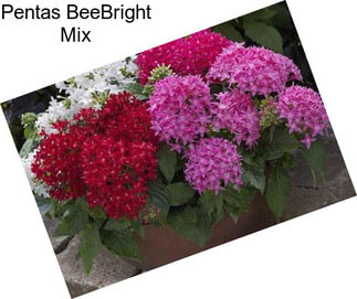 Pentas BeeBright Mix