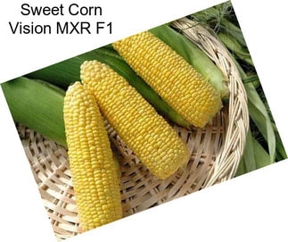 Sweet Corn Vision MXR F1