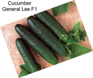 Cucumber General Lee F1