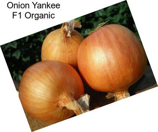 Onion Yankee F1 Organic