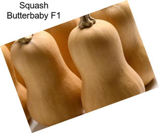 Squash Butterbaby F1