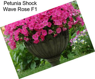 Petunia Shock Wave Rose F1