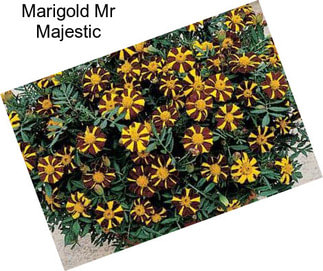 Marigold Mr Majestic