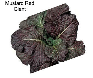 Mustard Red Giant