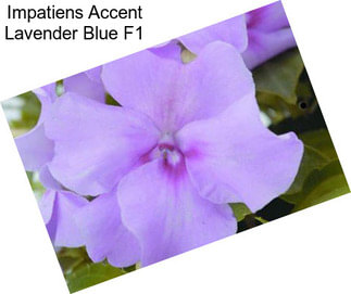 Impatiens Accent Lavender Blue F1