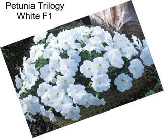 Petunia Trilogy White F1