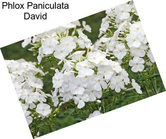 Phlox Paniculata David