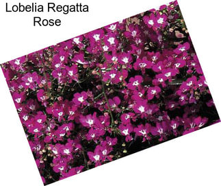 Lobelia Regatta Rose