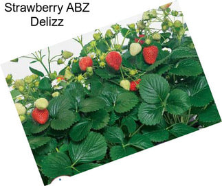 Strawberry ABZ Delizz