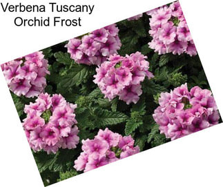 Verbena Tuscany Orchid Frost