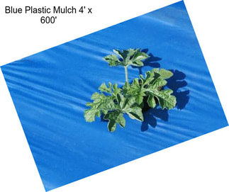 Blue Plastic Mulch 4\' x 600\'