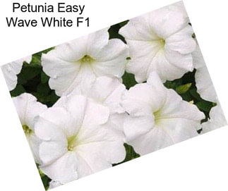 Petunia Easy Wave White F1