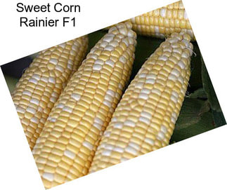 Sweet Corn Rainier F1