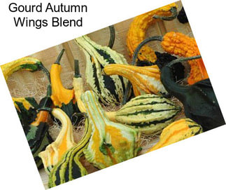 Gourd Autumn Wings Blend