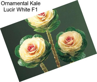 Ornamental Kale Lucir White F1