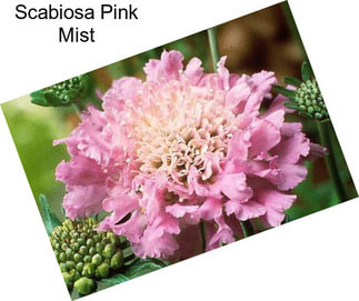 Scabiosa Pink Mist