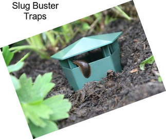 Slug Buster Traps