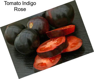 Tomato Indigo Rose