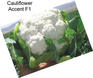 Cauliflower Accent F1