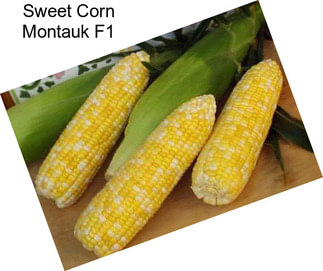 Sweet Corn Montauk F1