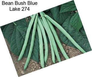 Bean Bush Blue Lake 274