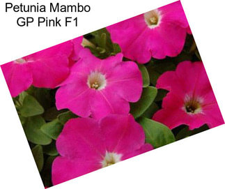 Petunia Mambo GP Pink F1