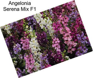 Angelonia Serena Mix F1