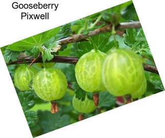 Gooseberry Pixwell