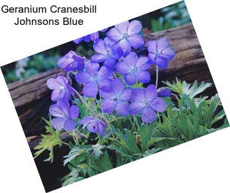 Geranium Cranesbill Johnsons Blue