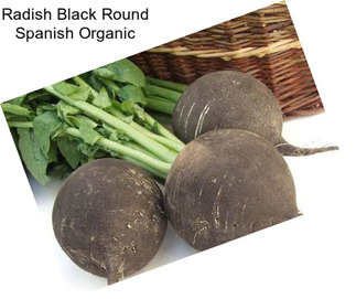 Radish Black Round Spanish Organic