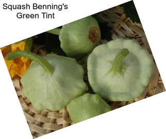 Squash Benning\'s Green Tint