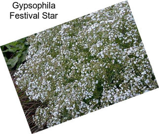Gypsophila Festival Star