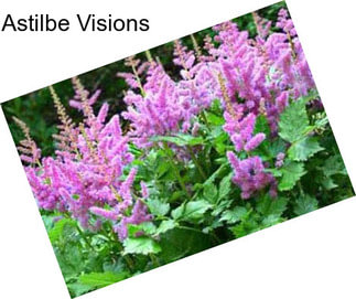 Astilbe Visions