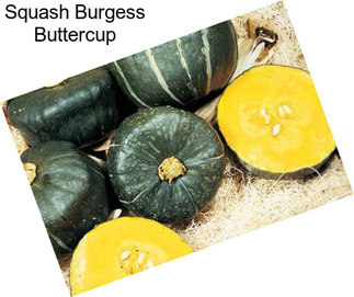 Squash Burgess Buttercup