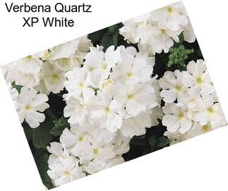 Verbena Quartz XP White