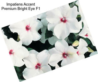 Impatiens Accent Premium Bright Eye F1