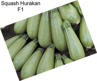 Squash Hurakan F1