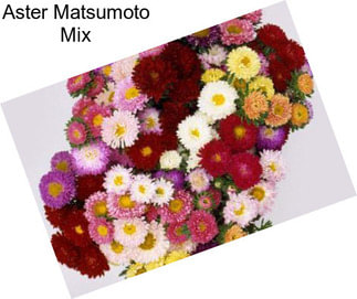 Aster Matsumoto Mix