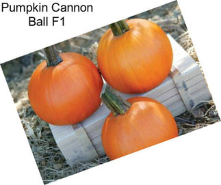 Pumpkin Cannon Ball F1