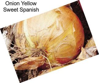 Onion Yellow Sweet Spanish
