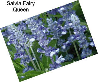 Salvia Fairy Queen