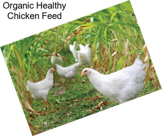 Organic Healthy Chicken Feed