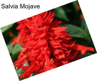 Salvia Mojave