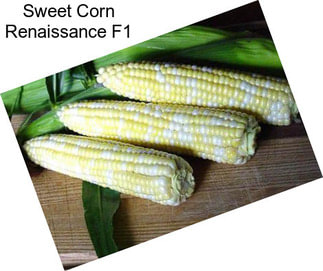 Sweet Corn Renaissance F1