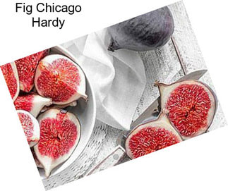 Fig Chicago Hardy