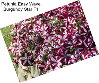 Petunia Easy Wave Burgundy Star F1